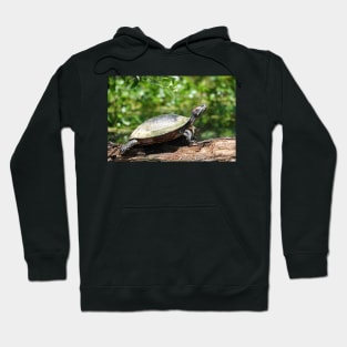 Red-eared slider (Trachemys scripta elegans) Hoodie